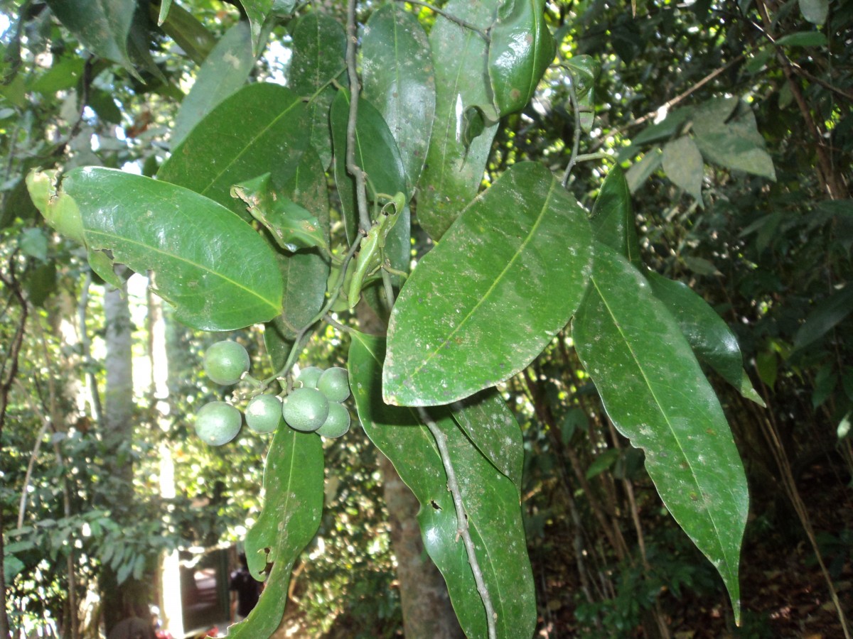 Xanthophyllum zeylanicum Meijden